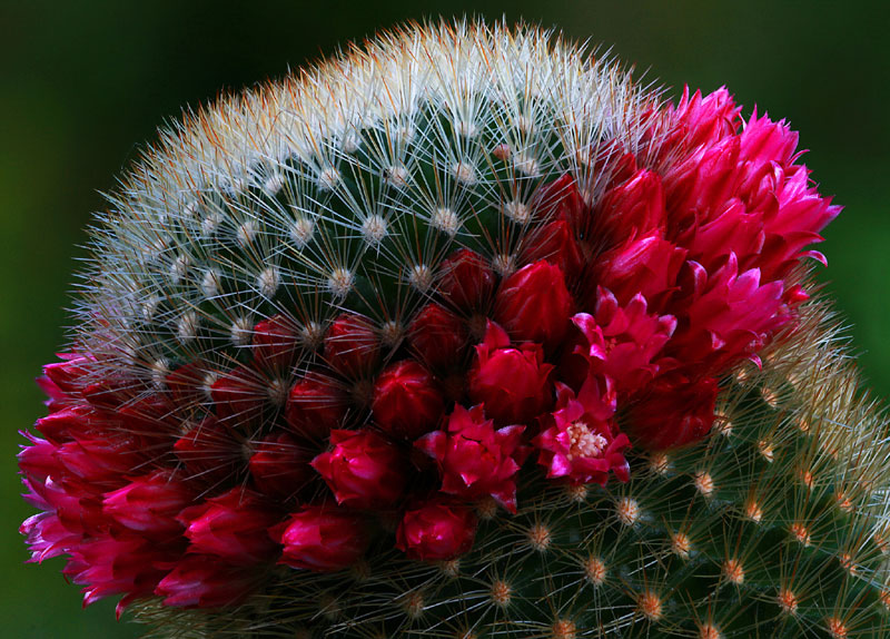 Mammillaria spinosissima subsp. pilcayensis